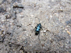 Astylini