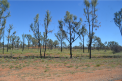 Allocasuarina decaisneana