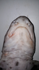 Chilean Catshark photo 3