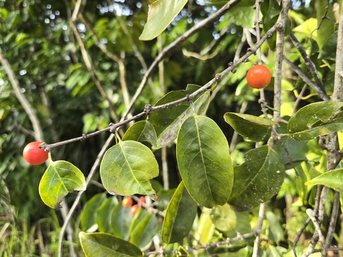Salacia chinensis observed 2026-01-10