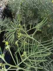 Senna artemisioides