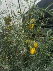Senna artemisioides