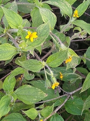 Asteraceae