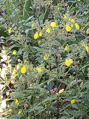 Calceolaria