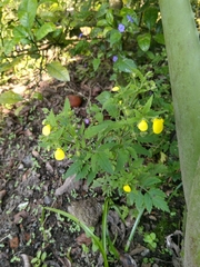 Calceolaria