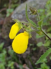 Calceolaria