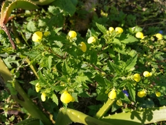 Calceolaria