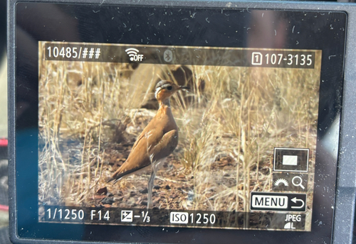 iNaturalist image
