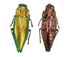 Cyphogastra