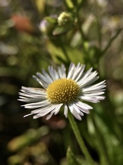Erigeron annuus