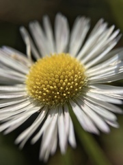 Erigeron annuus