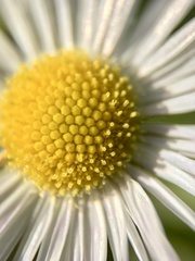 Erigeron annuus