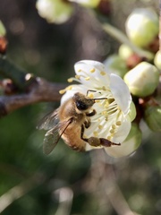 Apis mellifera