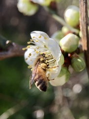 Apis mellifera
