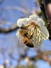 Apis mellifera