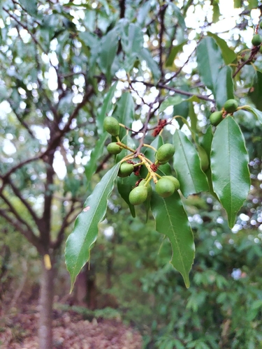 Prunus spinulosa, photograph 4