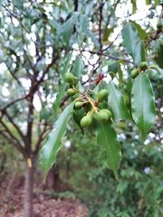 (c) Rick Chou, some rights reserved (CC BY) Prunus spinulosa, photograph (c) Rick Chou, some rights reserved (CC BY)