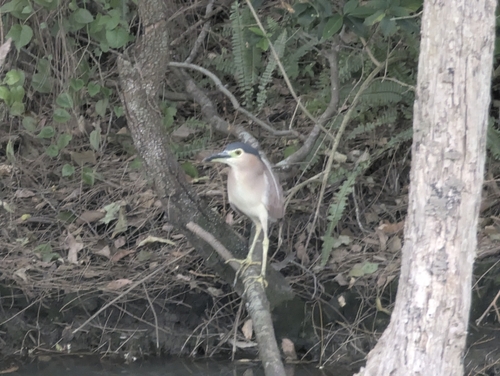 Nankeen Night Heron (Nycticorax caledonicus), photo 7