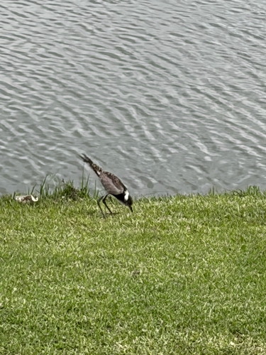 Blacksmith Lapwing (Vanellus armatus), photo 9