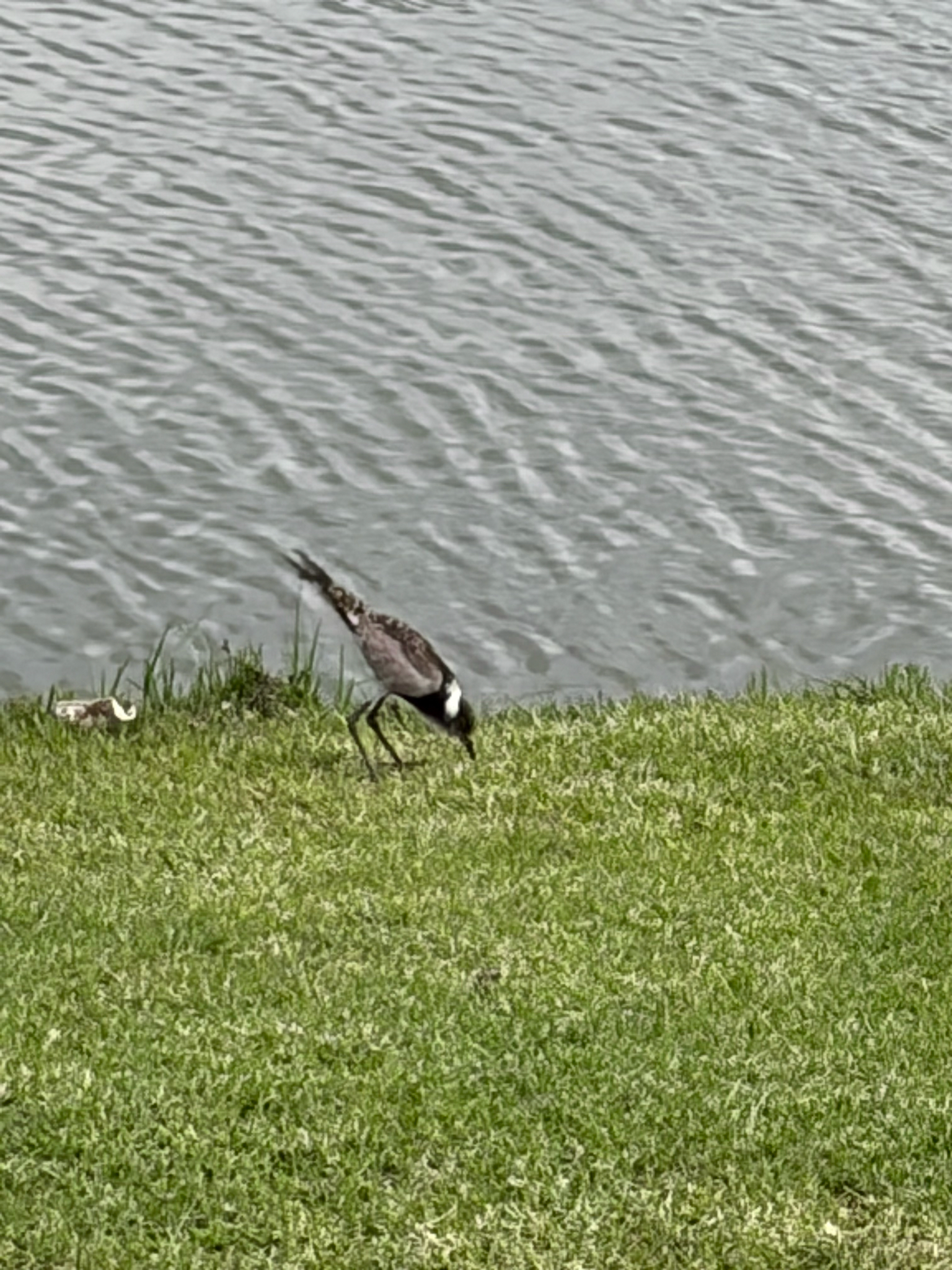 Blacksmith Lapwing (Vanellus armatus), photo 10