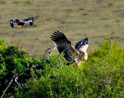 Tawny Eagle (Aquila rapax), photo 1