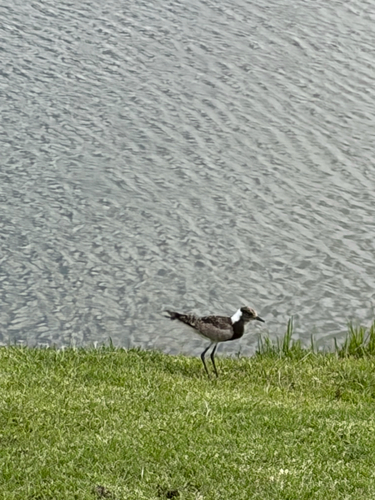 Blacksmith Lapwing (Vanellus armatus), photo 8