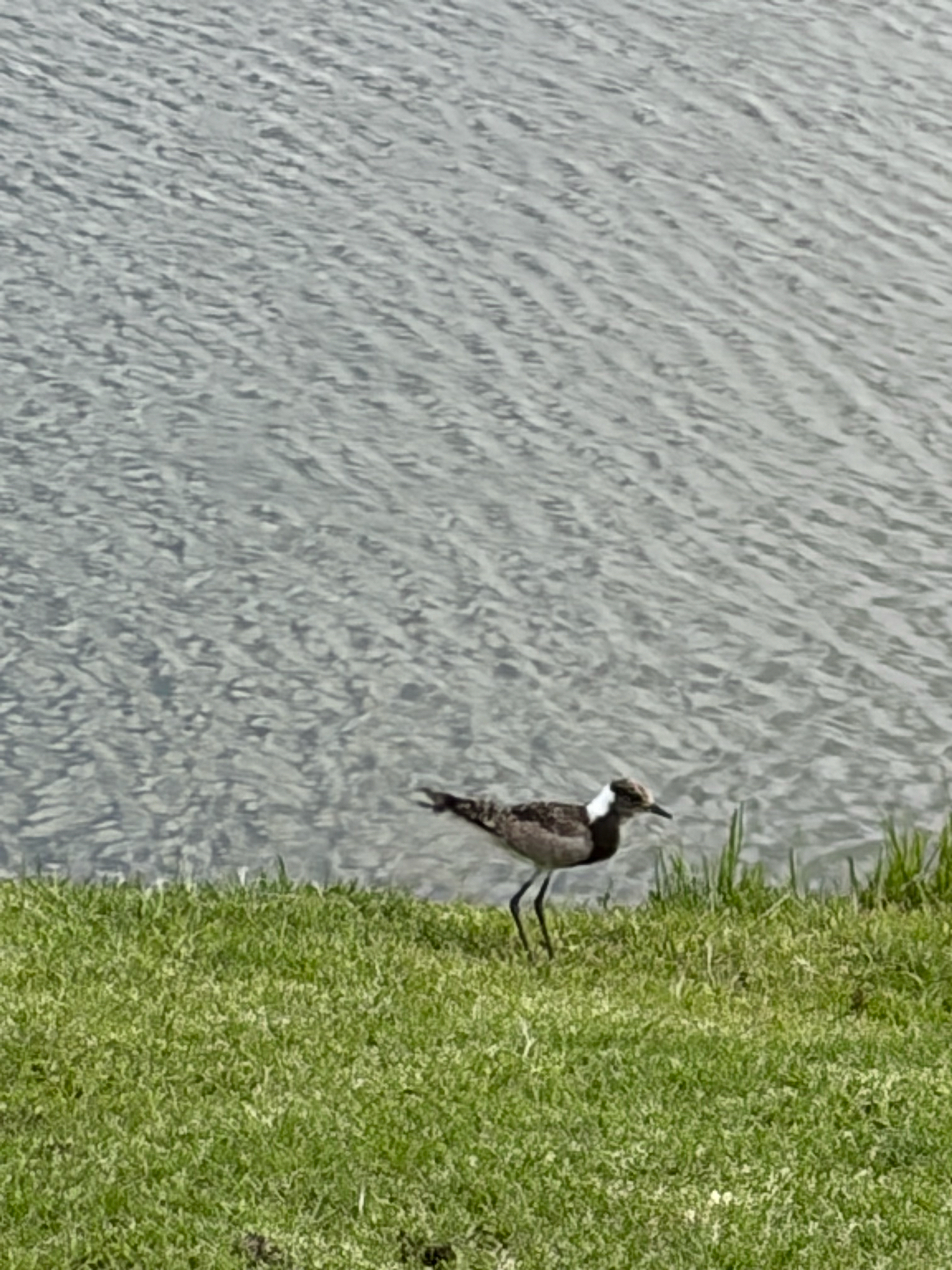 Blacksmith Lapwing (Vanellus armatus), photo 9