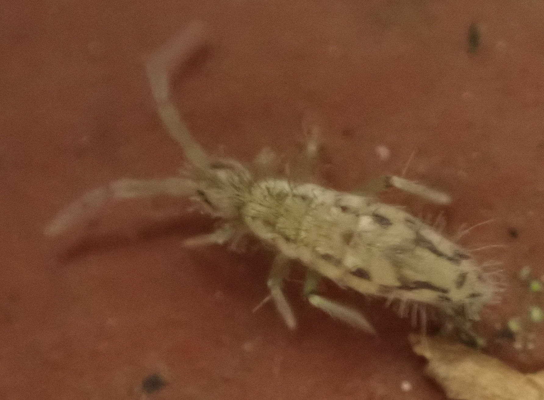 Entomobrya katzi Jordana R & Baquero E, 2022