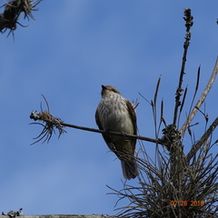 Empidonomus