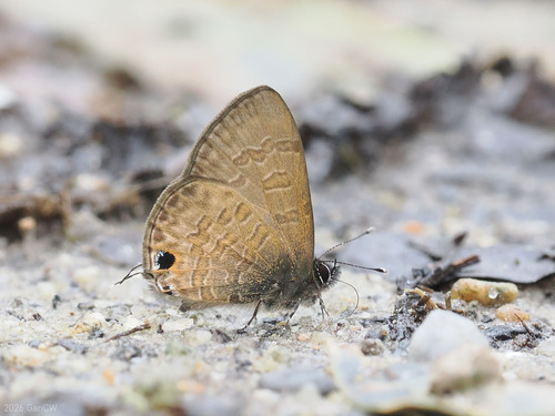 Bhutia Lineblue