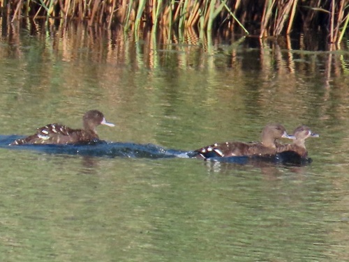 iNaturalist: (c) Ryan Tippett, some rights reserved (CC BY-NC), uploaded by Ryan Tippett iNaturalist image