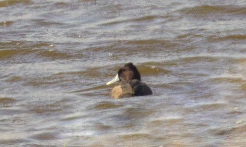 iNaturalist: (c) Ryan Tippett, some rights reserved (CC BY-NC), uploaded by Ryan Tippett iNaturalist image