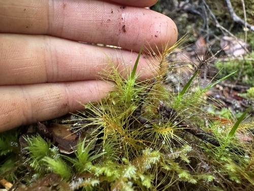 Pyrrhobryum pungens observed 2026-01-07