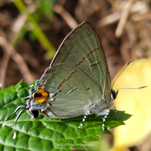 Hypolycaena erylus