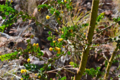 Acacia strongylophylla