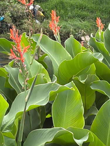 Another photo of Canna Lily
