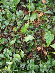 Veronicastrum axillare, photograph author not stated, no rights reserved