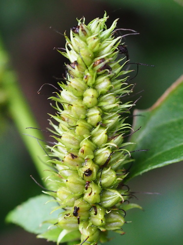 Veronicastrum axillare, photograph 2