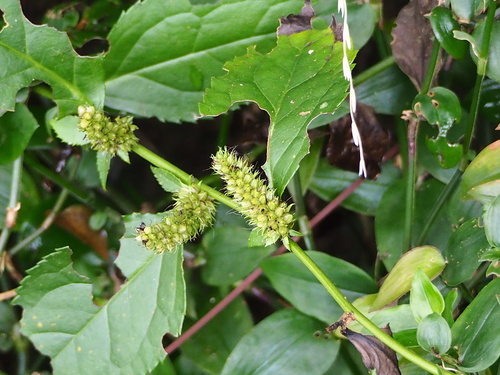 Veronicastrum axillare, photograph 4
