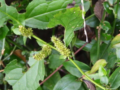 Veronicastrum axillare, photograph author not stated, no rights reserved