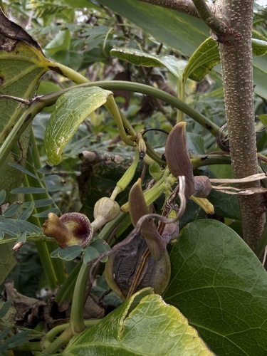 Aristolochia zollingeriana observed 2026-01-10