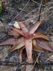 Pinguicula planifolia