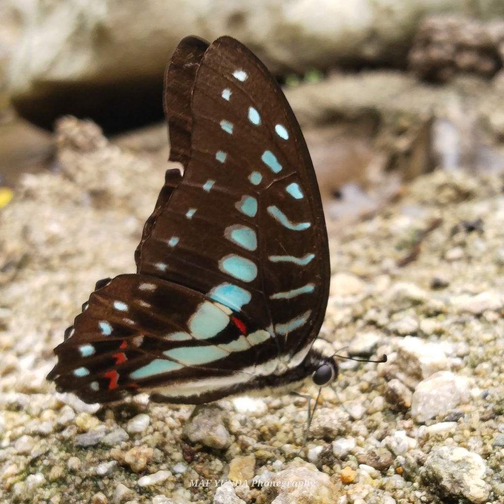 Meyer's Triangle (Graphium meyeri)