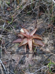 Pinguicula planifolia