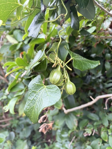 Aristolochia zollingeriana observed 2026-01-10