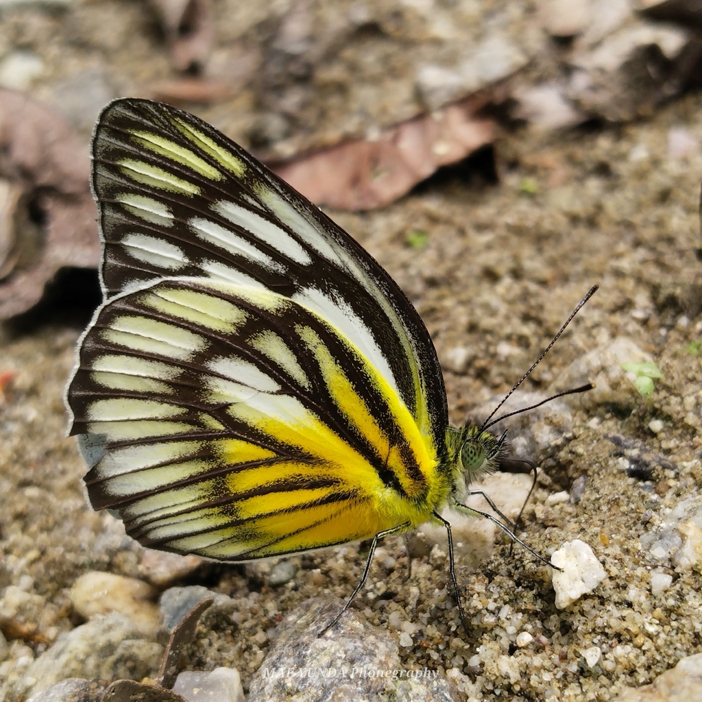 Sulawesi Gull (Cepora celebensis)