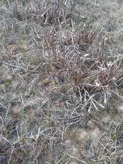 Pinguicula planifolia