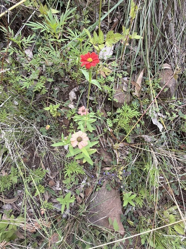Peruvian zinnia