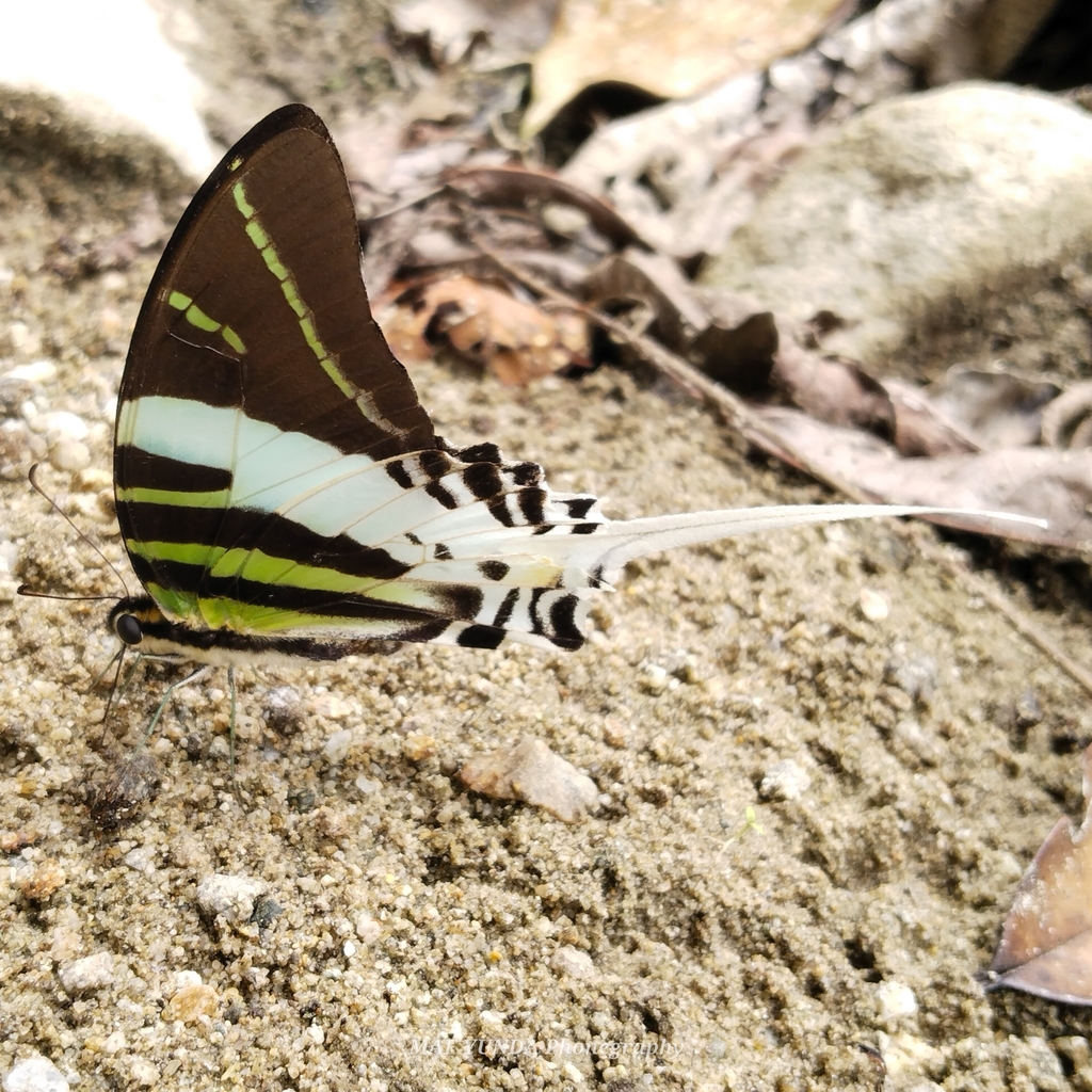 Graphium androcles (Graphium androcles)