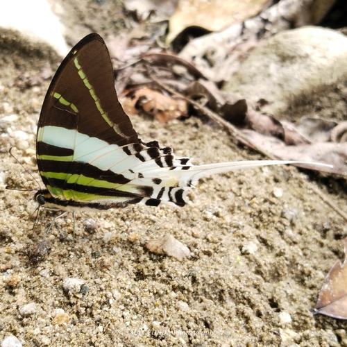 Graphium androcles